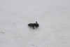 Air Pressure Sensor Kawasaki ZX14 Ninja 06-11 OEM ZX 1400