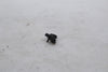 Air Pressure Sensor Kawasaki ZX14 Ninja 06-11 OEM ZX 1400