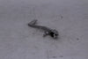 Yamaha YZF-R6 2017-2022 Brake Pedal Right OEM